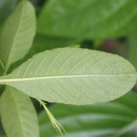 Ruellia tuberosa L.